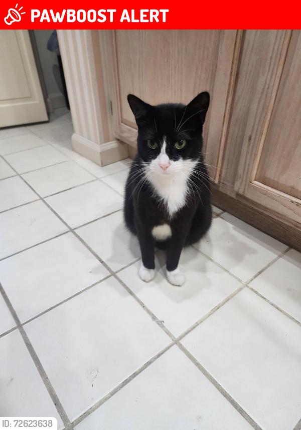 Lost Female Cat last seen 45th st, West Palm Beach, FL 33407