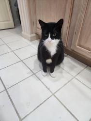 Lost Female Cat last seen 45th st, West Palm Beach, FL 33407