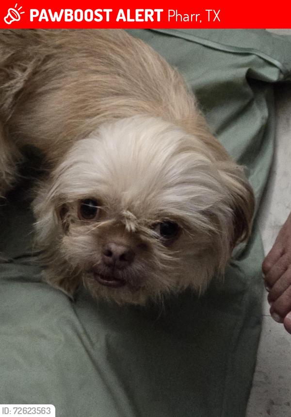 Lost Female Dog last seen I ROAD BETWEEN RIDGE AND SAM HOUSTON , Pharr, TX 78577
