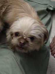 Lost Female Dog last seen I ROAD BETWEEN RIDGE AND SAM HOUSTON , Pharr, TX 78577
