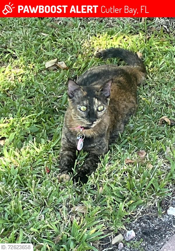 Lost Female Cat last seen The courts in Isles at Bayshore, Cutler Bay, FL 33190