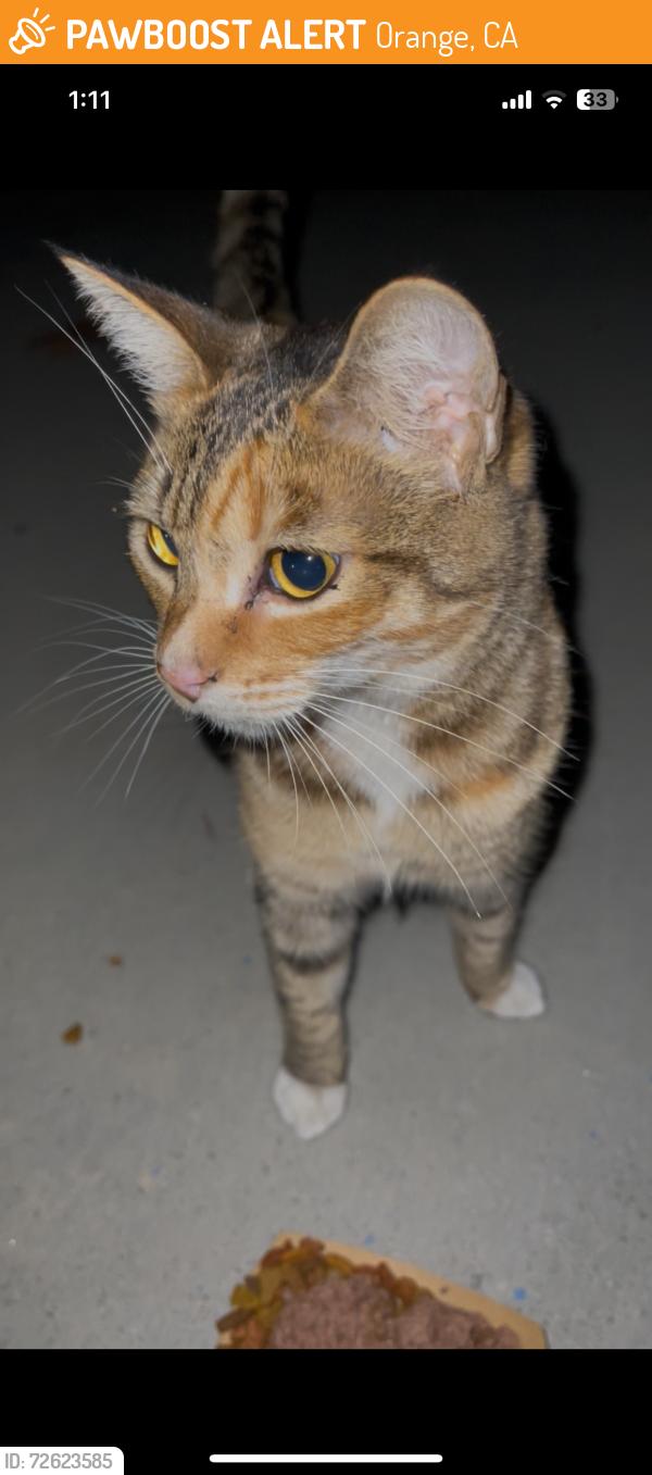 Found/Stray Unknown Cat last seen Near S Glassell st Orange CA, Orange, CA 92866