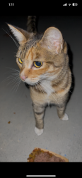 Found/Stray Unknown Cat last seen Near S Glassell st Orange CA, Orange, CA 92866
