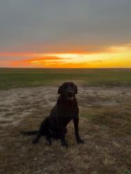 Lost Male Dog last seen Near fostoria rd, Westmoreland, KS 66549