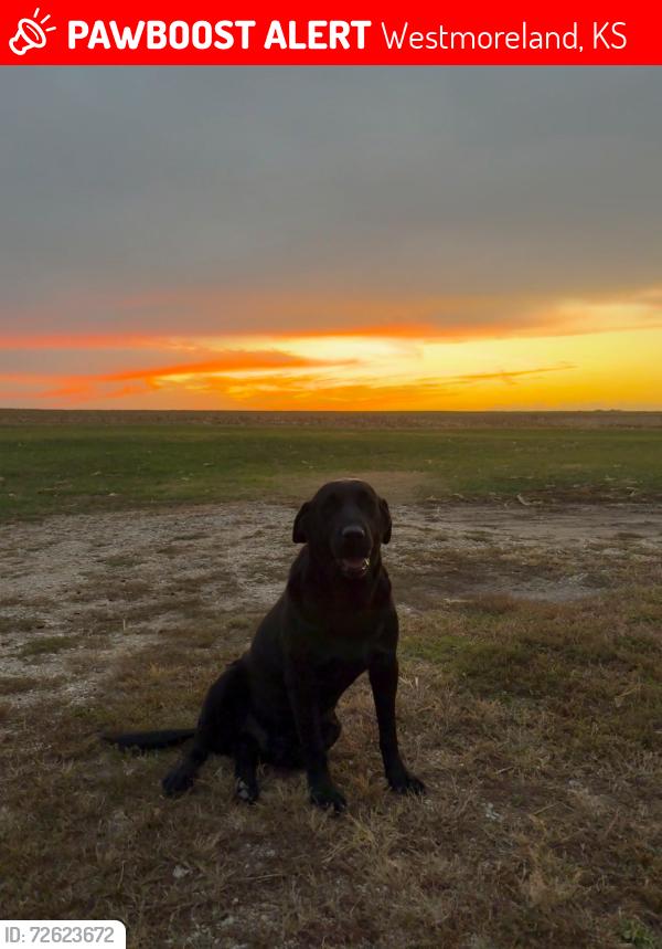 Lost Male Dog last seen Near fostoria rd, Westmoreland, KS 66549