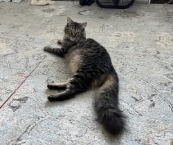 Lost Male Cat last seen Whitecliff way , North Highlands, CA 95660