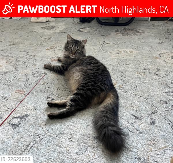 Lost Male Cat last seen Whitecliff way , North Highlands, CA 95660