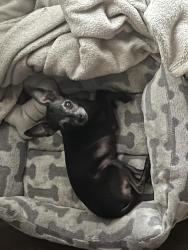 Lost Female Dog last seen 83rd ave Indian school, Phoenix, AZ 85353