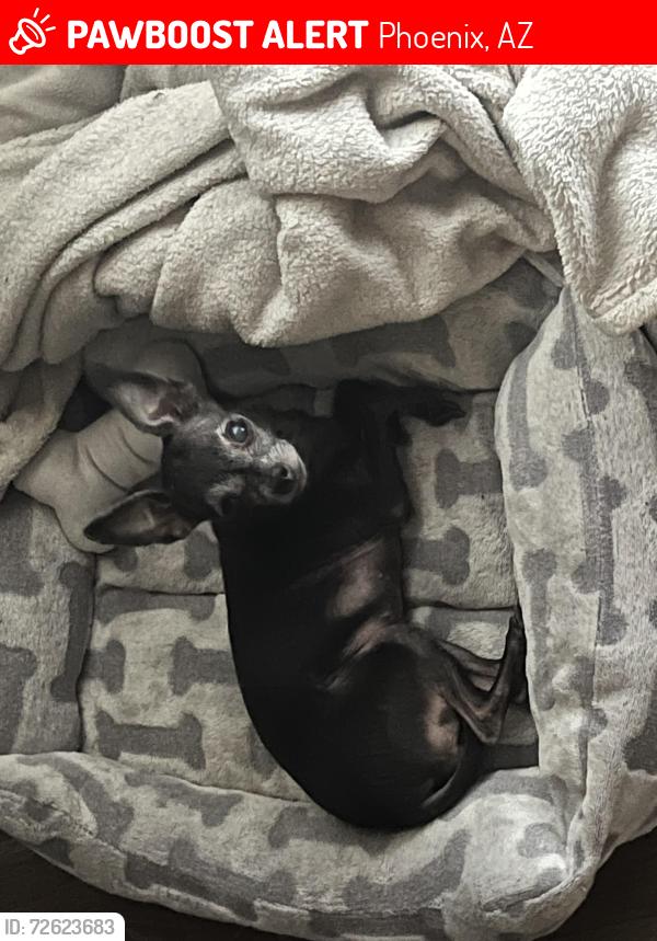 Lost Female Dog last seen 83rd ave Indian school, Phoenix, AZ 85353