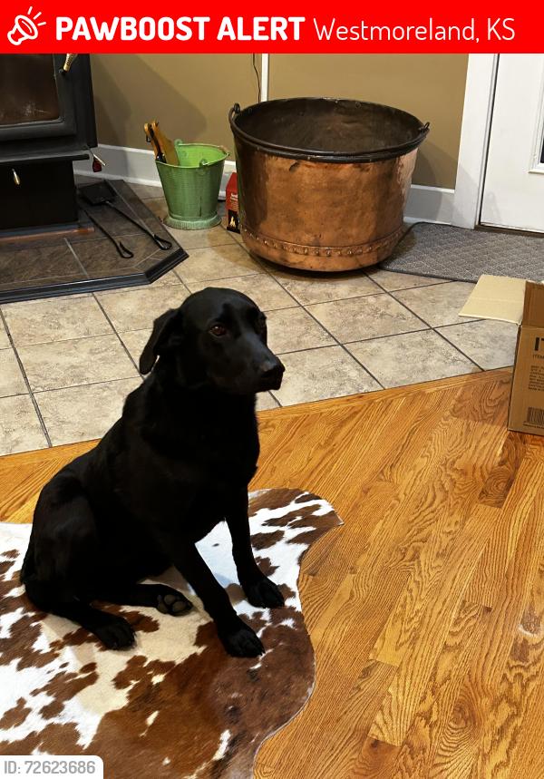 Lost Female Dog last seen Near Fostoria rd Westmoreland kansas, Westmoreland, KS 66549