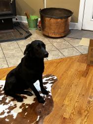 Lost Female Dog last seen Near Fostoria rd Westmoreland kansas, Westmoreland, KS 66549