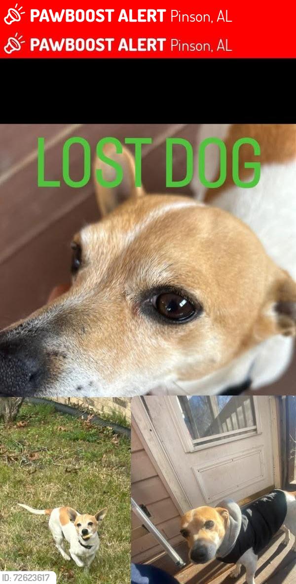 Lost Male Dog last seen Dugg hollow rd , Pinson, AL 35126
