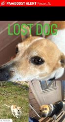 Lost Male Dog last seen Dugg hollow rd , Pinson, AL 35126