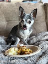 Lost Male Dog last seen Near Jennie Lane, Golden CO 80403, Golden, CO 80403