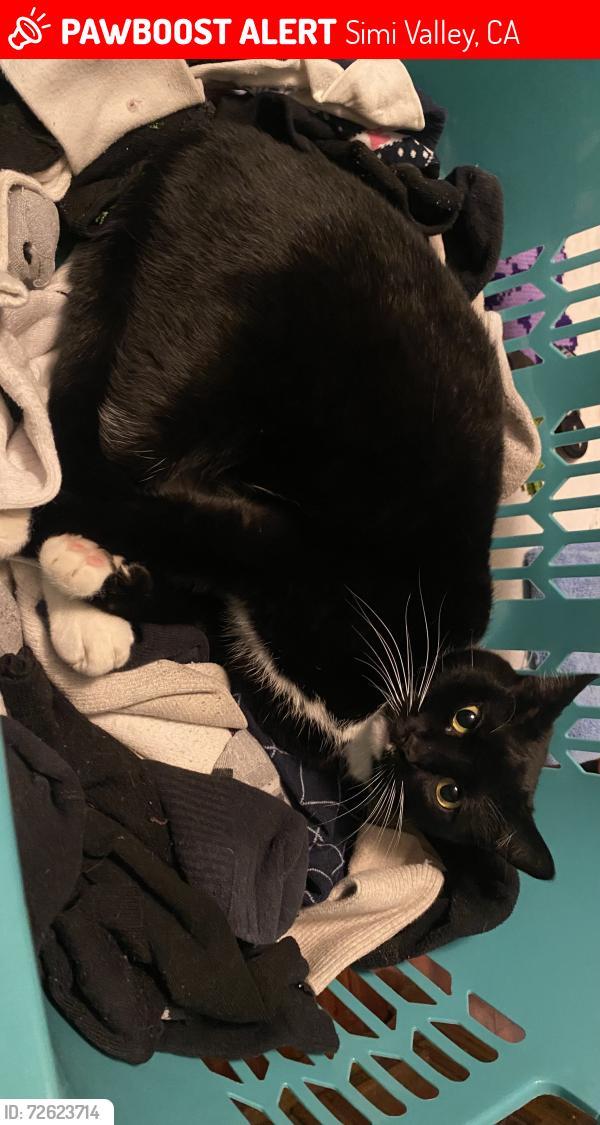 Lost Female Cat last seen Walnut and Travis , Simi Valley, CA 93063