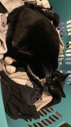 Lost Female Cat last seen Walnut and Travis , Simi Valley, CA 93063