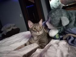 Lost Male Cat last seen Near Ingham Dr , Stevens, PA 17578