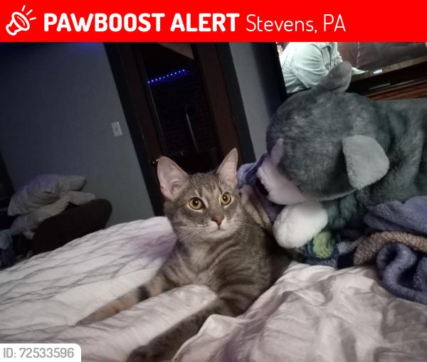 Lost Male Cat last seen Near Ingham Dr , Stevens, PA 17578