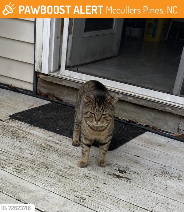 Found/Stray Male Cat last seen Red Bud St and Camellia St, Mccullers Pines, NC 27603