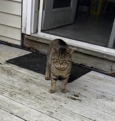 Found/Stray Male Cat last seen Red Bud St and Camellia St, Mccullers Pines, NC 27603