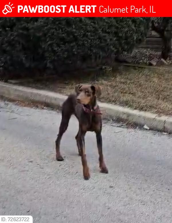 Lost Female Dog last seen 127th Page Calumet Park 60827, Calumet Park, IL 60827