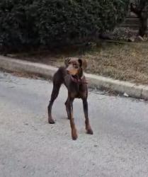 Lost Female Dog last seen 127th Page Calumet Park 60827, Calumet Park, IL 60827