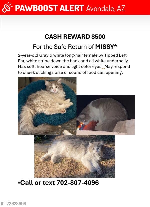 Lost Female Cat last seen Westwind parkway and Indian School in Avondale AZ, Avondale, AZ 85392