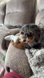 Lost Female Dog last seen N Delphine, Waynesboro, VA 22980
