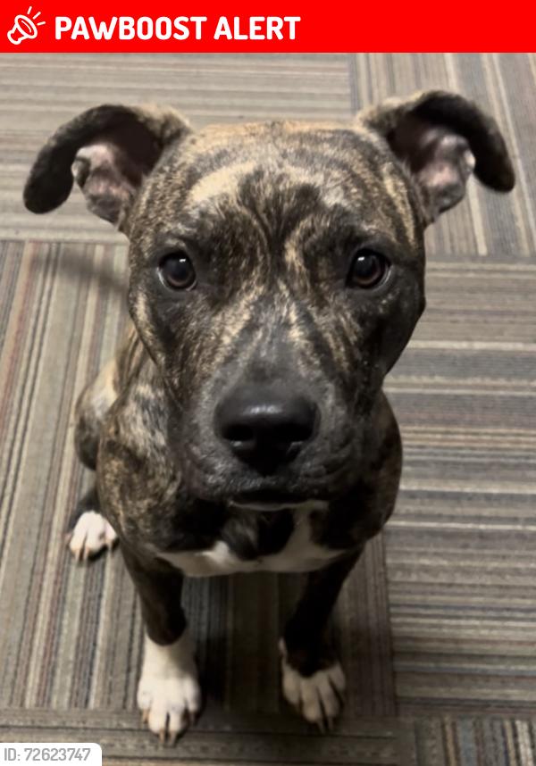 Lost Female Dog last seen Saffron Lane Pilot Hill, El Dorado County, CA 95664