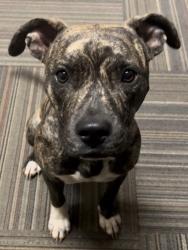 Lost Female Dog last seen Saffron Lane Pilot Hill, El Dorado County, CA 95664