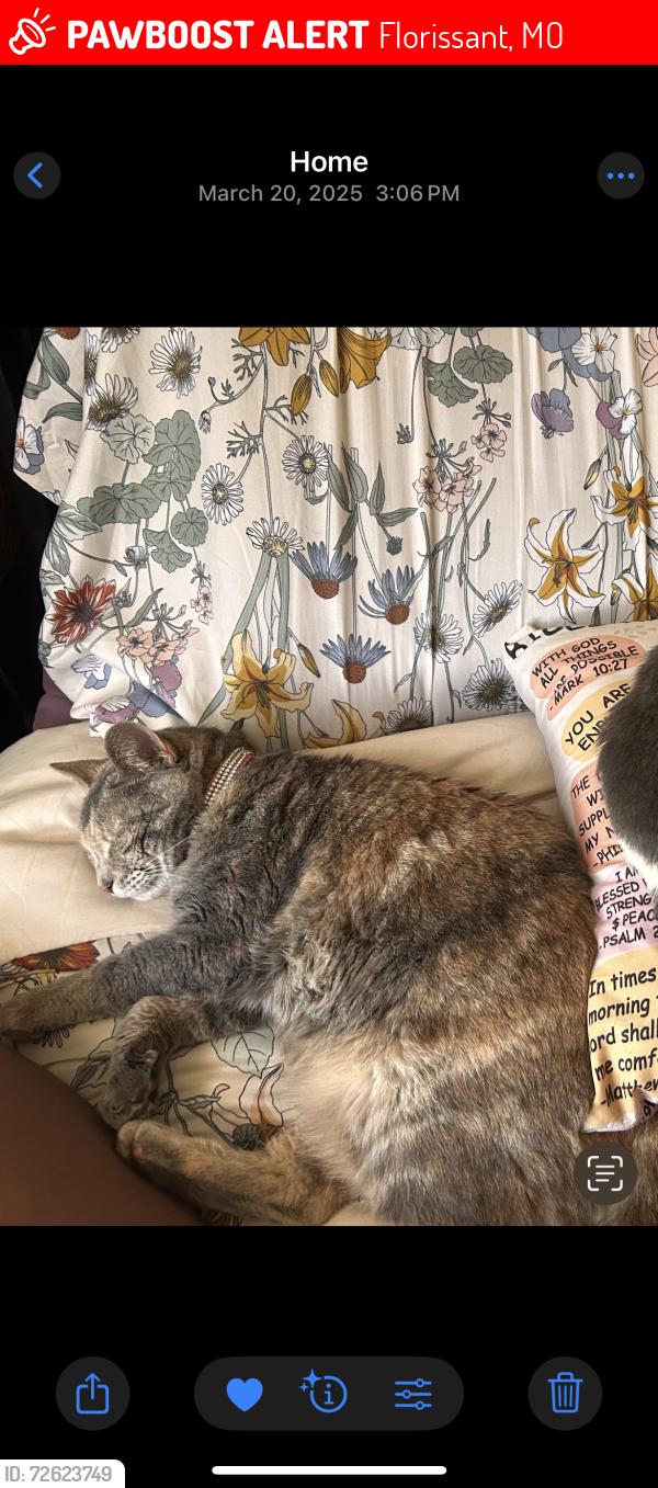 Lost Female Cat last seen Down the street from Angelo’s Pizza, Florissant, MO 63033