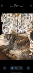 Lost Female Cat last seen Down the street from Angelo’s Pizza, Florissant, MO 63033