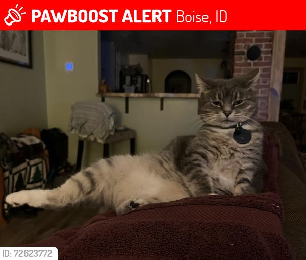 Lost Female Cat last seen 32nd between Gerrard and Hill road, Boise, ID 83703