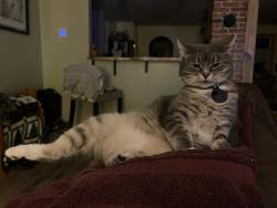 Lost Female Cat last seen 32nd between Gerrard and Hill road, Boise, ID 83703