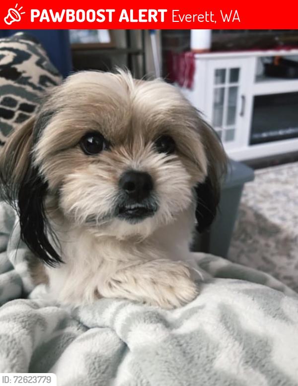 Lost Male Dog last seen Discovery Elementary , Everett, WA 98208