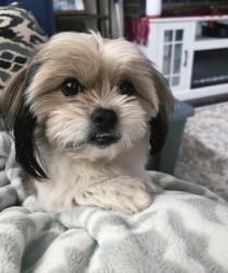 Lost Male Dog last seen Discovery Elementary , Everett, WA 98208
