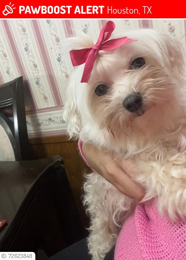 Lost Female Dog last seen Near almeda mall, Houston, TX 77089