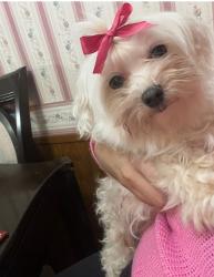 Lost Female Dog last seen Near almeda mall, Houston, TX 77089
