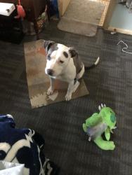 Found/Stray Female Dog last seen 9th and redfern, Beech Grove, IN 46107