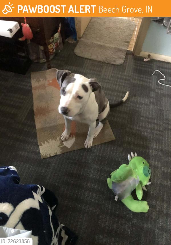 Found/Stray Female Dog last seen 9th and redfern, Beech Grove, IN 46107