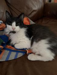 Lost Male Cat last seen Forest Park Dr & Water Crest Dr, Fleming Island, FL 32003