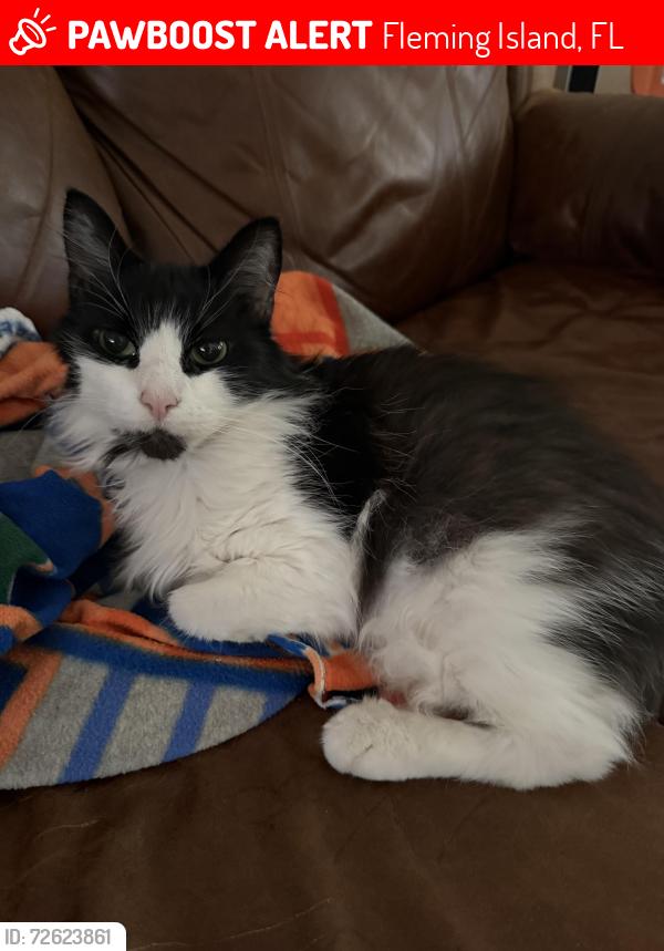 Lost Male Cat last seen Forest Park Dr & Water Crest Dr, Fleming Island, FL 32003