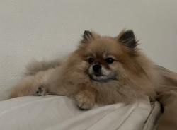 Lost Female Dog last seen Downing and N Beal, Belton, TX 76513