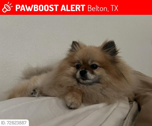Lost Female Dog last seen Downing and N Beal, Belton, TX 76513