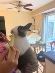 Lost Male Rabbit last seen Sharon woods 43229, Columbus, OH 43229