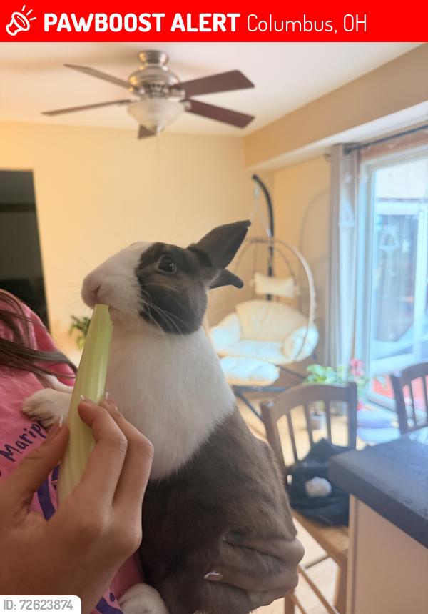 Lost Male Rabbit last seen Sharon woods 43229, Columbus, OH 43229
