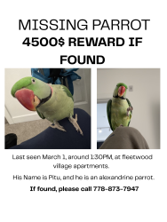 Lost Male Bird last seen Near Fleetwood Park, Surrey, BC V4N 0V2