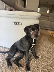 Lost Female Dog last seen Morganton Rd, Fayetteville, NC 28314