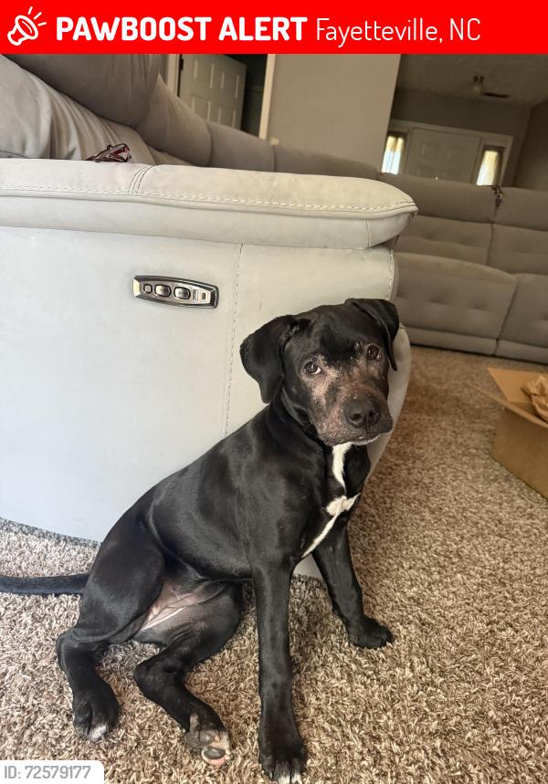 Lost Female Dog last seen Morganton Rd, Fayetteville, NC 28314
