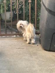 Found/Stray Male Dog last seen Glenoaks blvd & Arroyo ave. Sweep meet parking lot, San Fernando, CA 91340